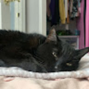 Meet your Posher, Scarlett